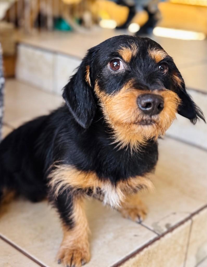 Biduzinho, cachorro de porte pequeno para adoção em Goiânia - GO — foto 2 de 4
