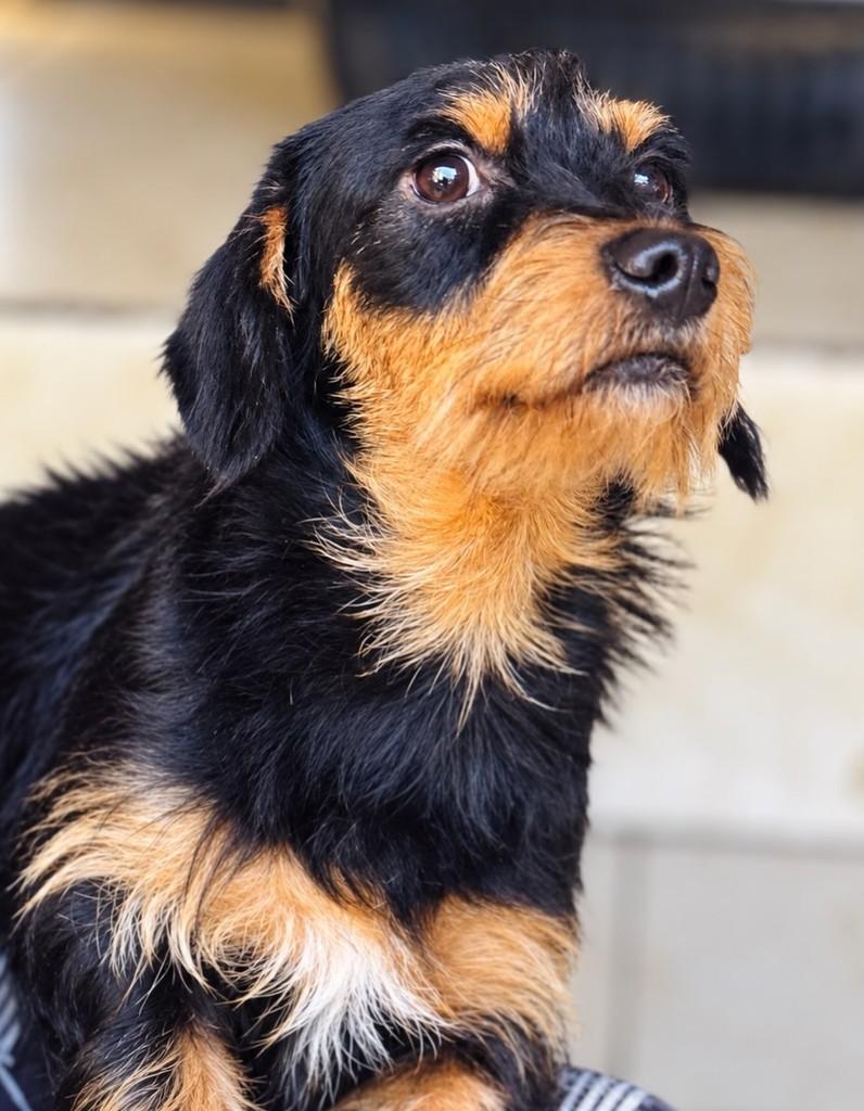 Biduzinho, cachorro de porte pequeno para adoção em Goiânia - GO — foto 3 de 4
