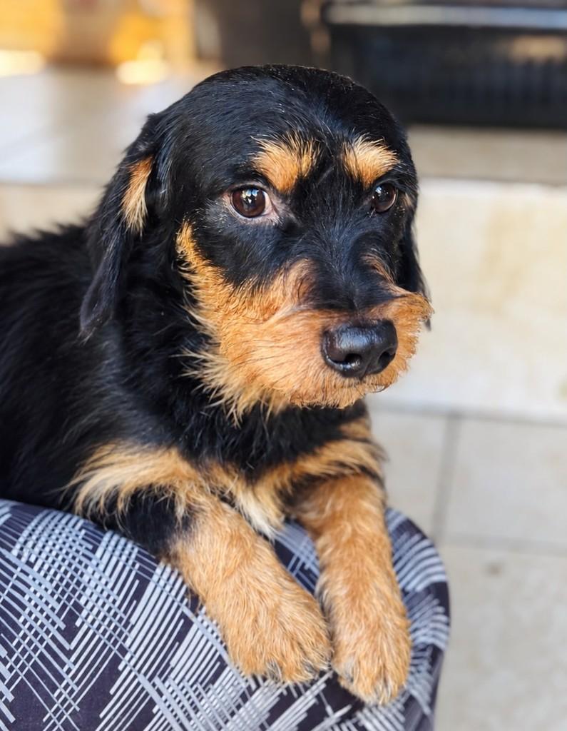 Biduzinho, cachorro de porte pequeno para adoção em Goiânia - GO — foto 4 de 4