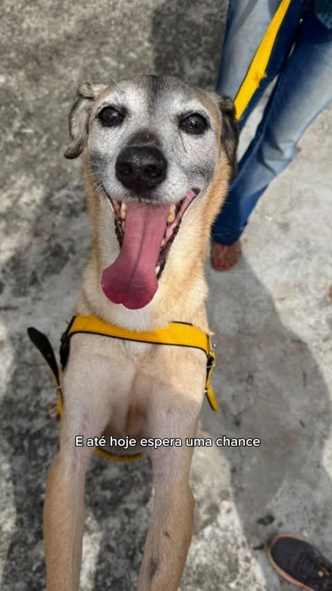 Joca, cachorro de porte médio para adoção em Goiânia - GO
