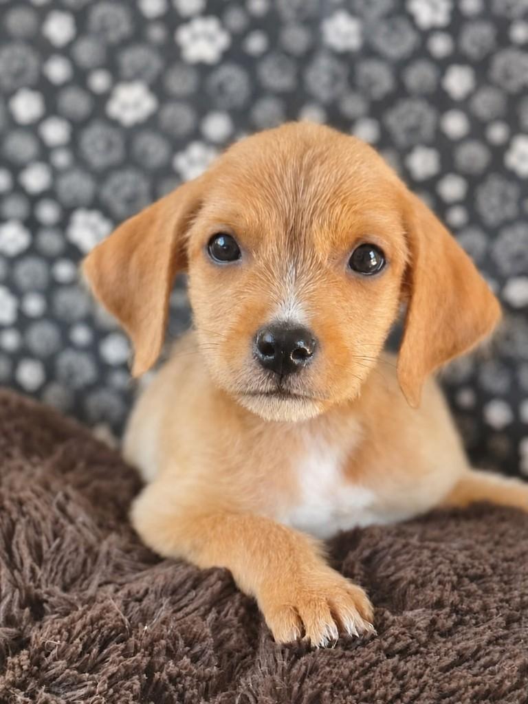 Cafu, cachorro de porte médio para adoção em Goiânia - GO