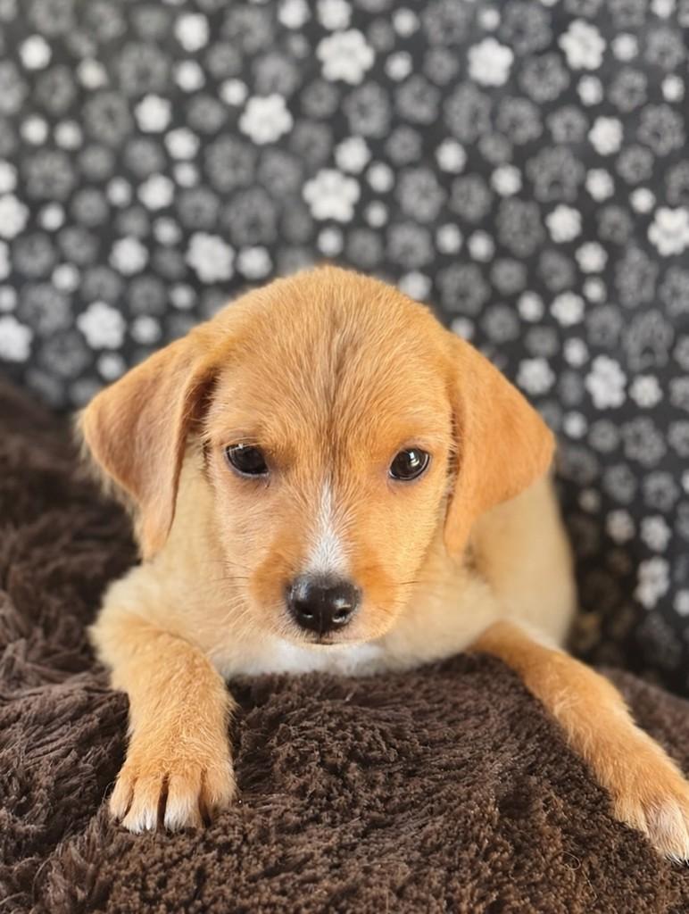 Cafu, cachorro de porte médio para adoção em Goiânia - GO — foto 2 de 4
