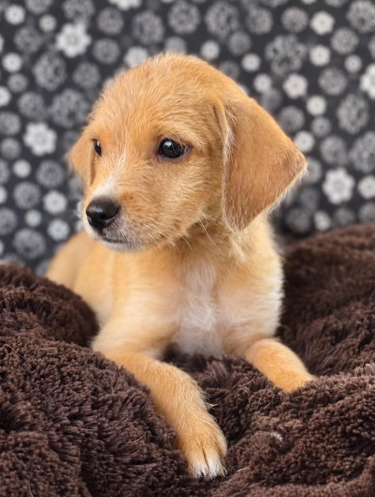 Cafu, cachorro de porte médio para adoção em Goiânia - GO — foto 3 de 4