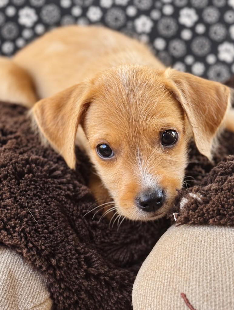 Cafu, cachorro de porte médio para adoção em Goiânia - GO — foto 4 de 4