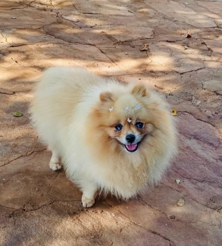 Wanda, cadela de porte pequeno para adoção em Goiânia - GO — foto 2 de 3