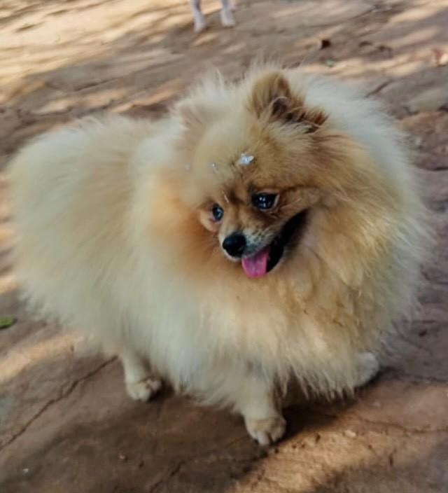 Wanda, cadela de porte pequeno para adoção em Goiânia - GO — foto 3 de 3