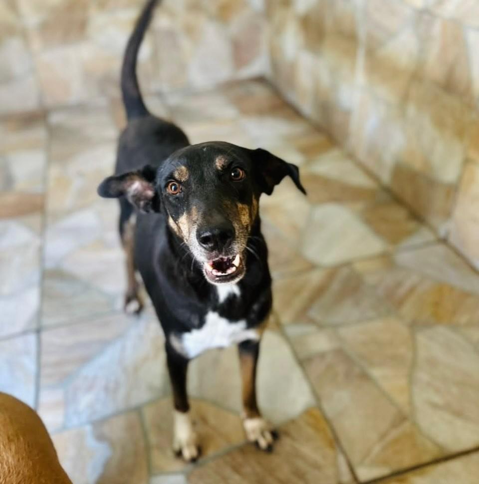 Riona, cadela de porte médio para adoção em Goiânia - GO