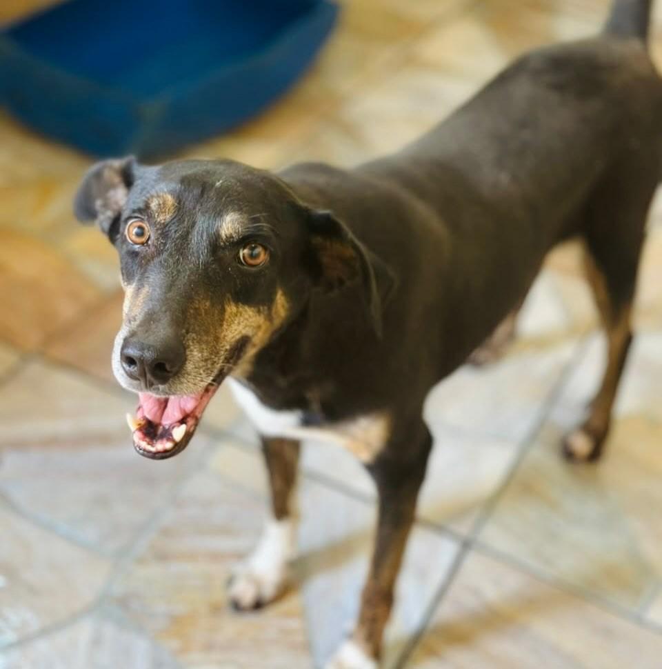 Riona, cadela de porte médio para adoção em Goiânia - GO — foto 3 de 3