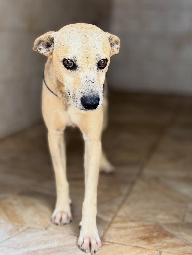 Afonso, cachorro de porte pequeno para adoção em Goiânia - GO