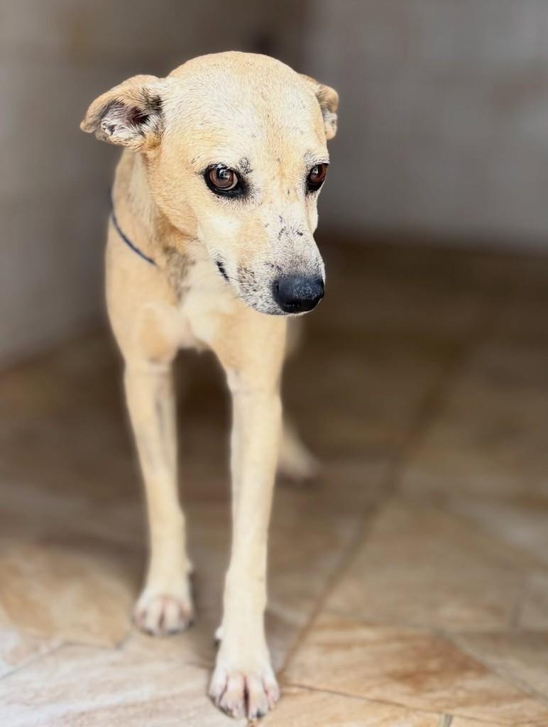 Afonso, cachorro de porte pequeno para adoção em Goiânia - GO — foto 2 de 3