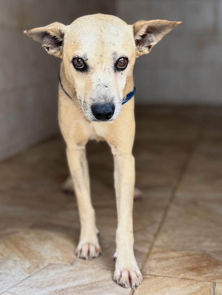 Afonso, cachorro de porte pequeno para adoção em Goiânia - GO — foto 3 de 3