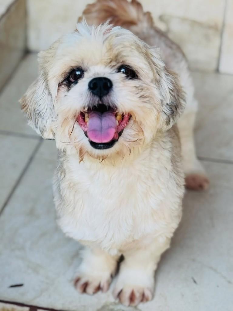 Zara, cadela de porte pequeno para adoção em Goiânia - GO