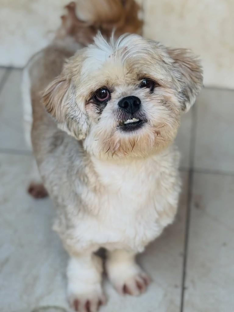 Zara, cadela de porte pequeno para adoção em Goiânia - GO — foto 2 de 4