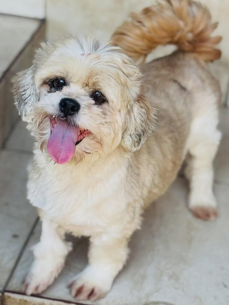 Zara, cadela de porte pequeno para adoção em Goiânia - GO — foto 3 de 4