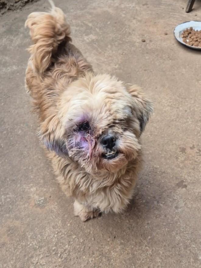 Zara, cadela de porte pequeno para adoção em Goiânia - GO — foto 4 de 4