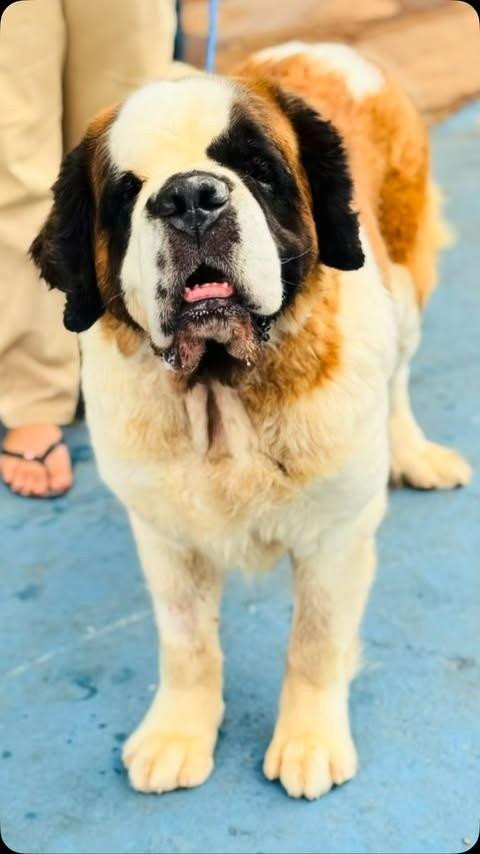 Chloe, cadela de porte grande para adoção em Goiânia - GO