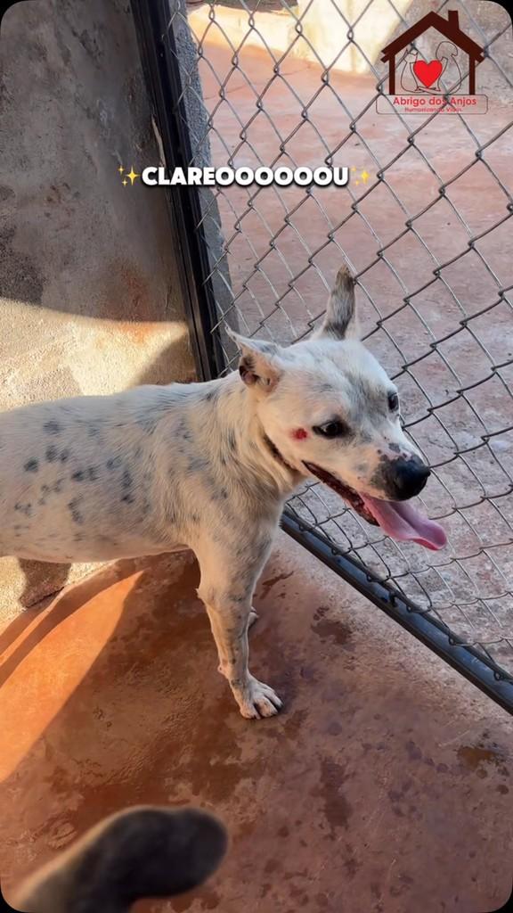 Ripinha, cachorro de porte médio para adoção em Uberaba - MG