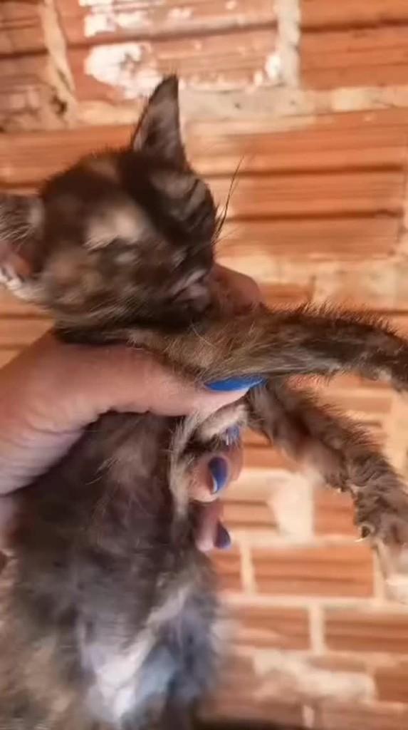 Bebezinha, gato de porte pequeno para adoção em Paiçandu - PR