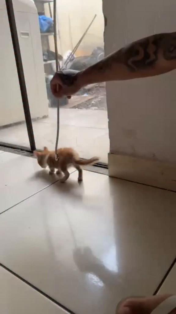 Princesa, gata para adoção em Paiçandu - PR