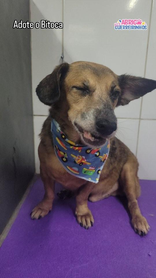 Bitoca, cachorro de porte pequeno para adoção em Santos - SP