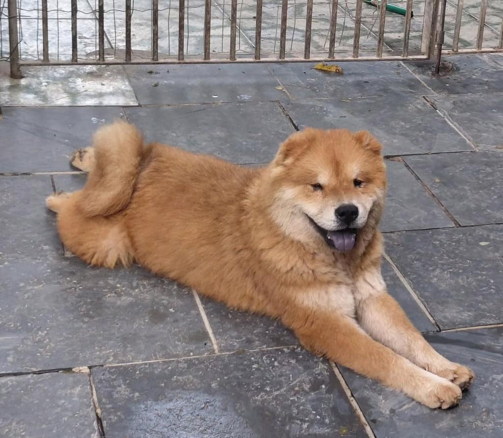 Bon Jovi, cachorro de porte grande para adoção em Santos - SP