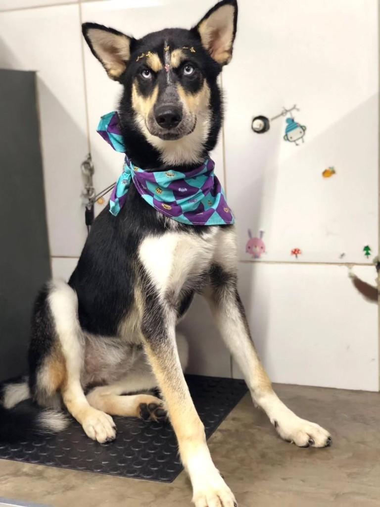 Frida, cadela de porte médio para adoção em Santos - SP