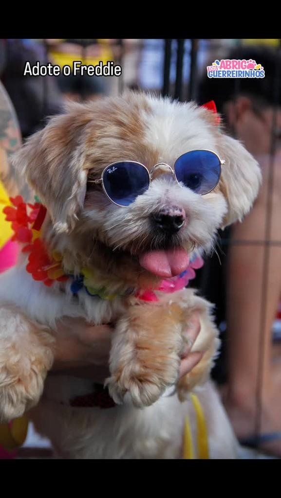 Freddie, cachorro de porte pequeno para adoção em Santos - SP