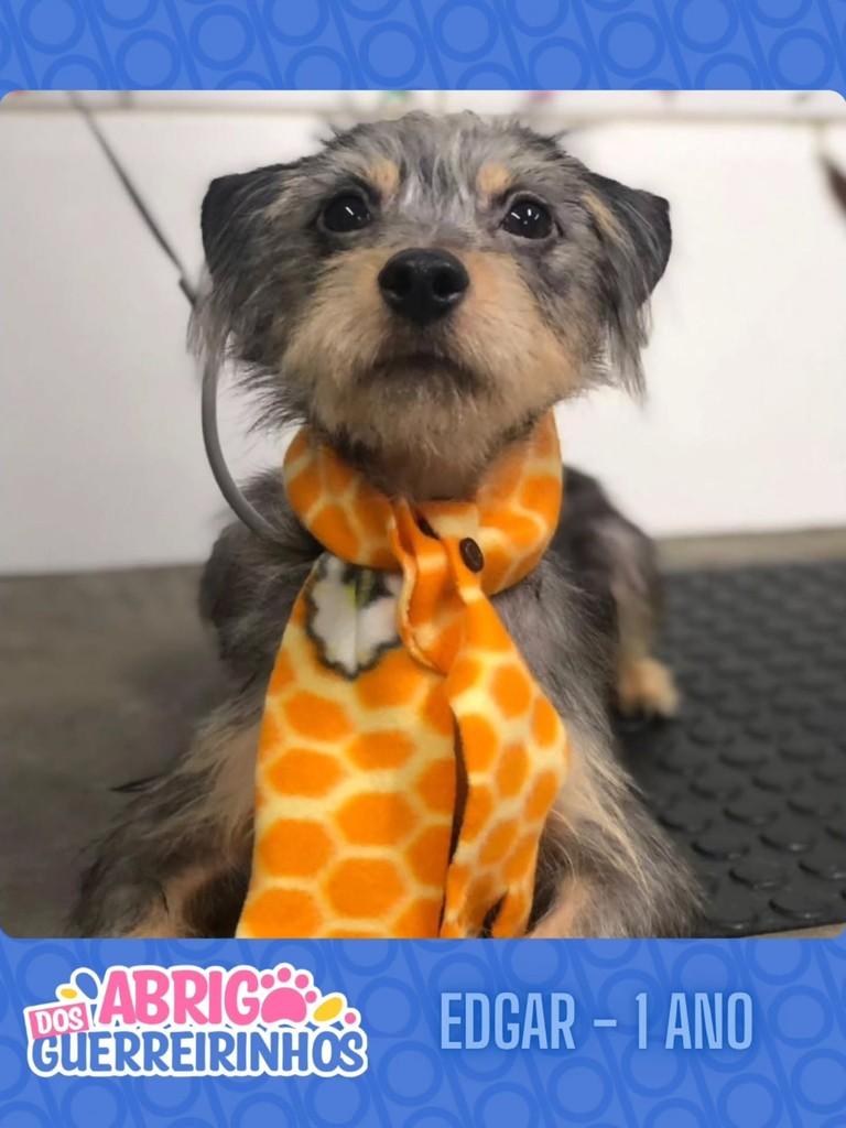 Edgar, cachorro de porte pequeno para adoção em Santos - SP