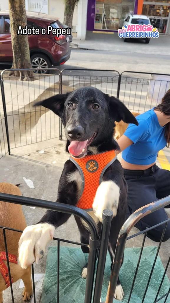Pepeu, cachorro de porte médio para adoção em Santos - SP