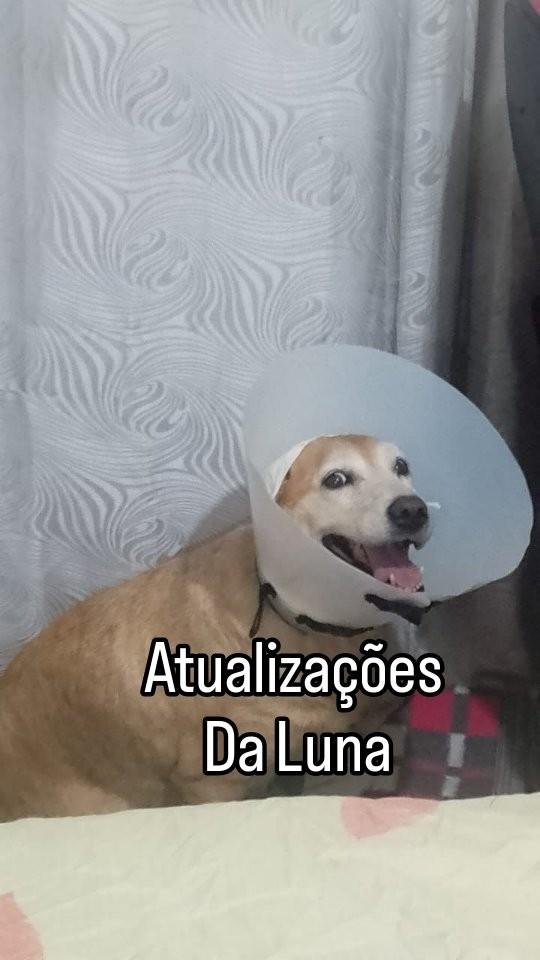 Luna, cachorro de porte grande para adoção em Santos - SP
