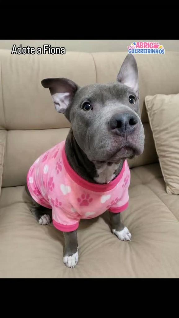 Fiona, cadela de porte pequeno para adoção em Santos - SP