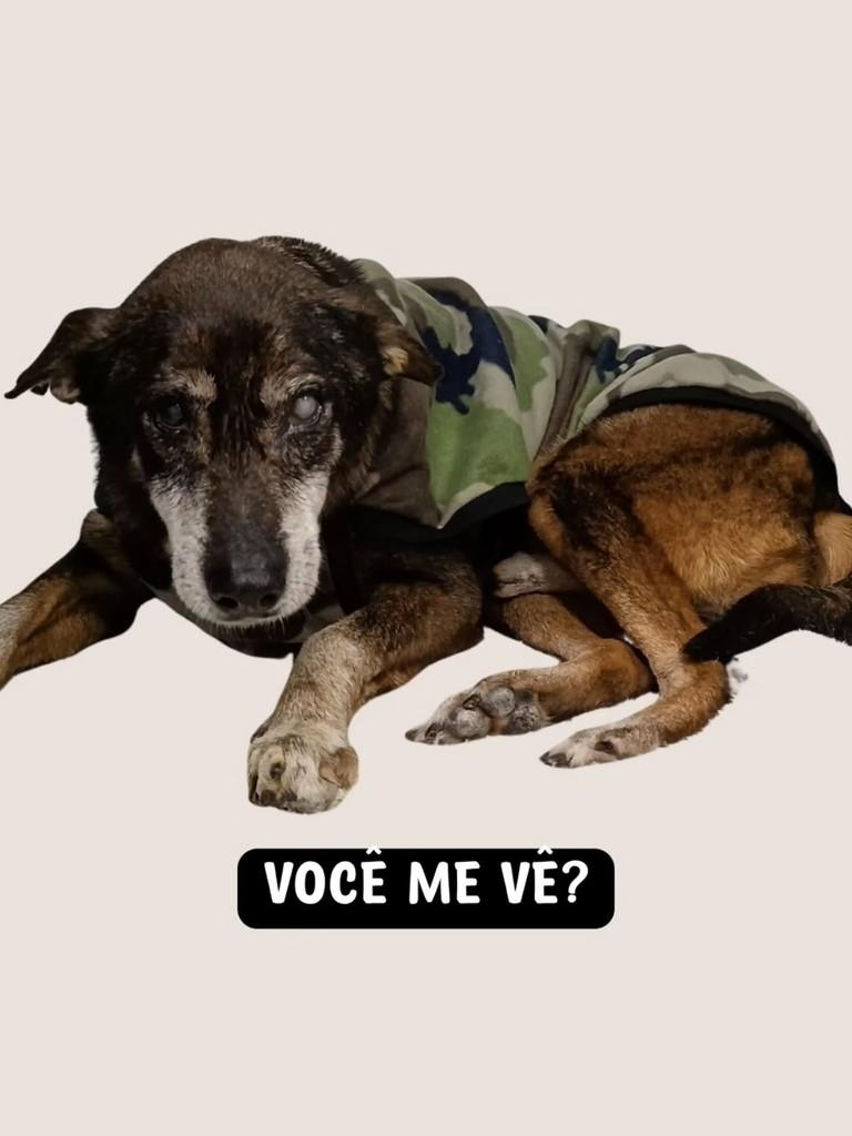 Plínio, cachorro de porte grande para adoção em Santos - SP