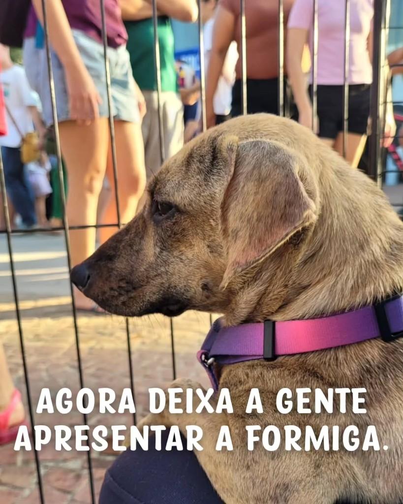 Formiga, cadela de porte médio para adoção em Santos - SP
