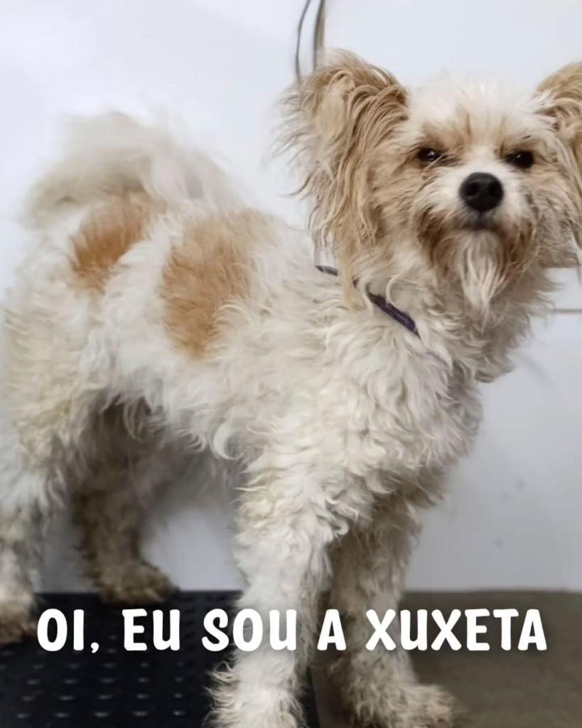 Xuxeta, cadela de porte pequeno para adoção em Santos - SP