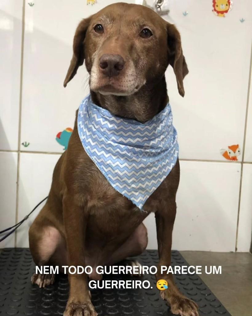 Chocolate, cachorro de porte médio para adoção em Santos - SP