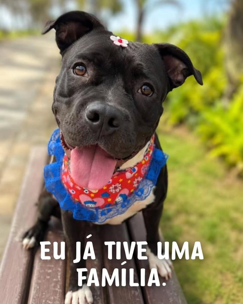 Vicky, cadela de porte médio para adoção em Santos - SP
