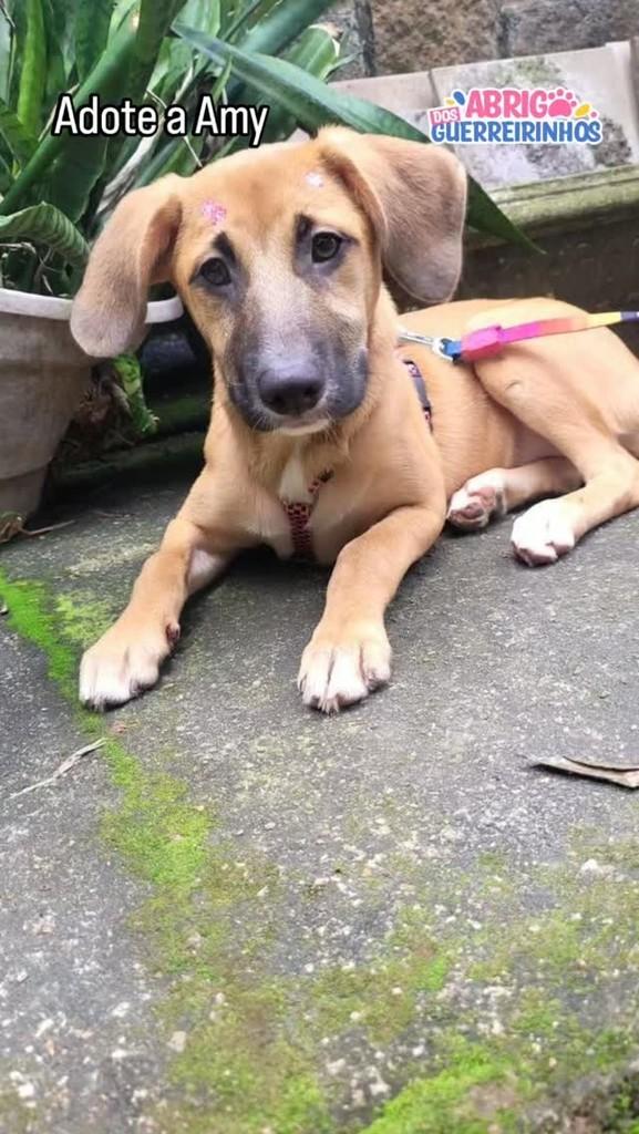 Amy Whinehouse, cadela de porte pequeno para adoção em Santos - SP