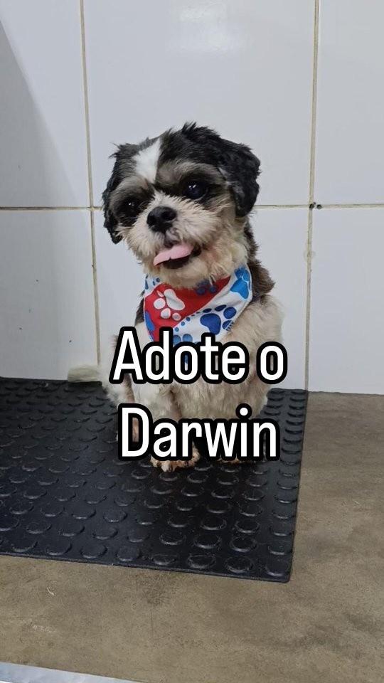 Darwin, cachorro de porte pequeno para adoção em Santos - SP