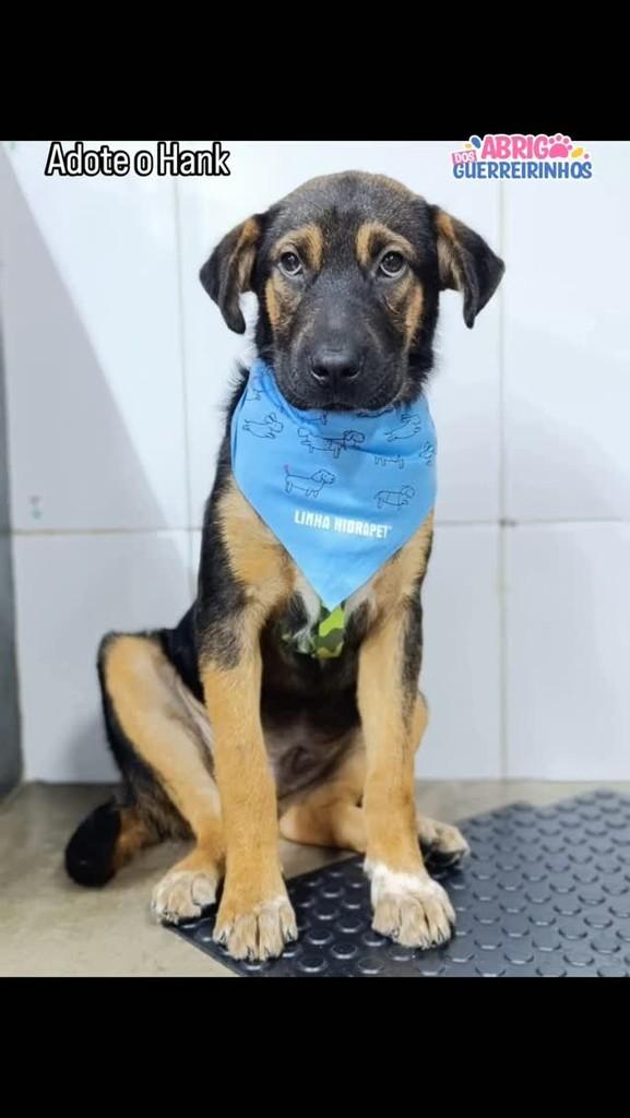 Hank, cachorro de porte médio para adoção em Santos - SP