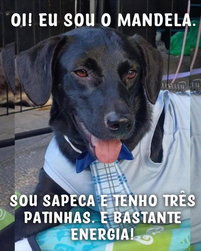 Mandela, cachorro de porte médio para adoção em São Paulo - SP