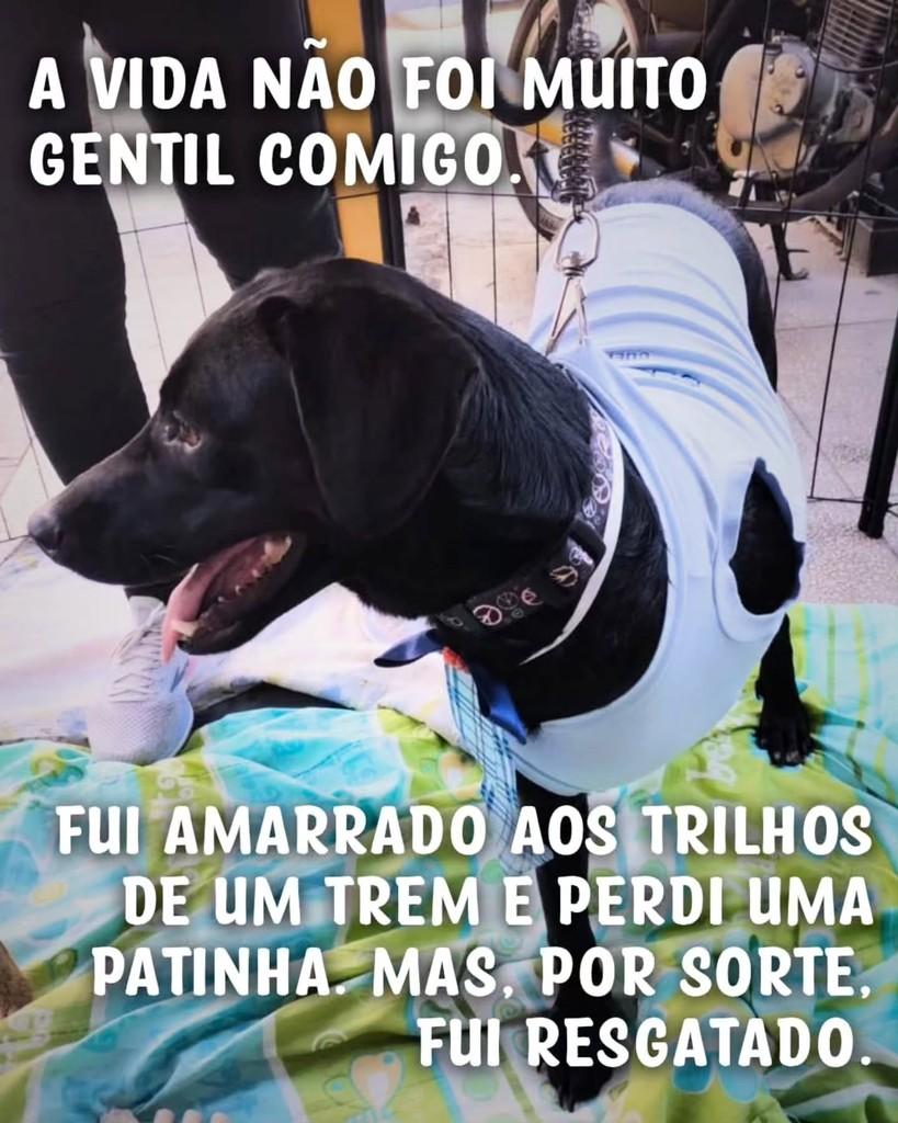 Mandela, cachorro de porte médio para adoção em São Paulo - SP — foto 2 de 4