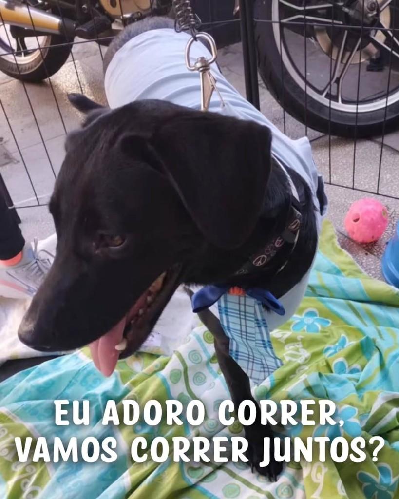 Mandela, cachorro de porte médio para adoção em São Paulo - SP — foto 3 de 4