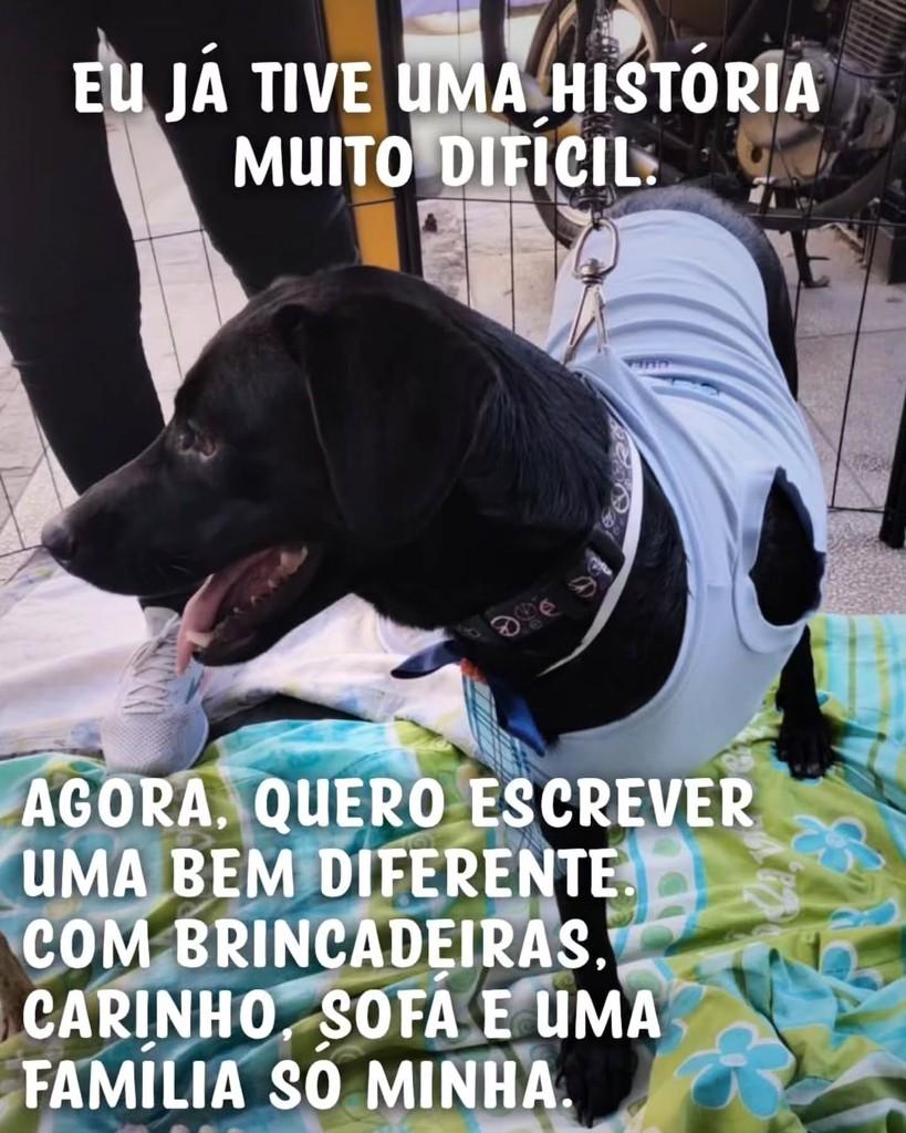 Mandela, cachorro de porte médio para adoção em São Paulo - SP — foto 4 de 4