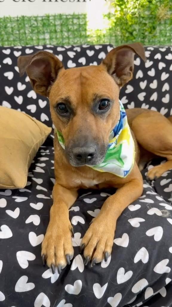 Querubim, cachorro de porte pequeno para adoção em São Paulo - SP
