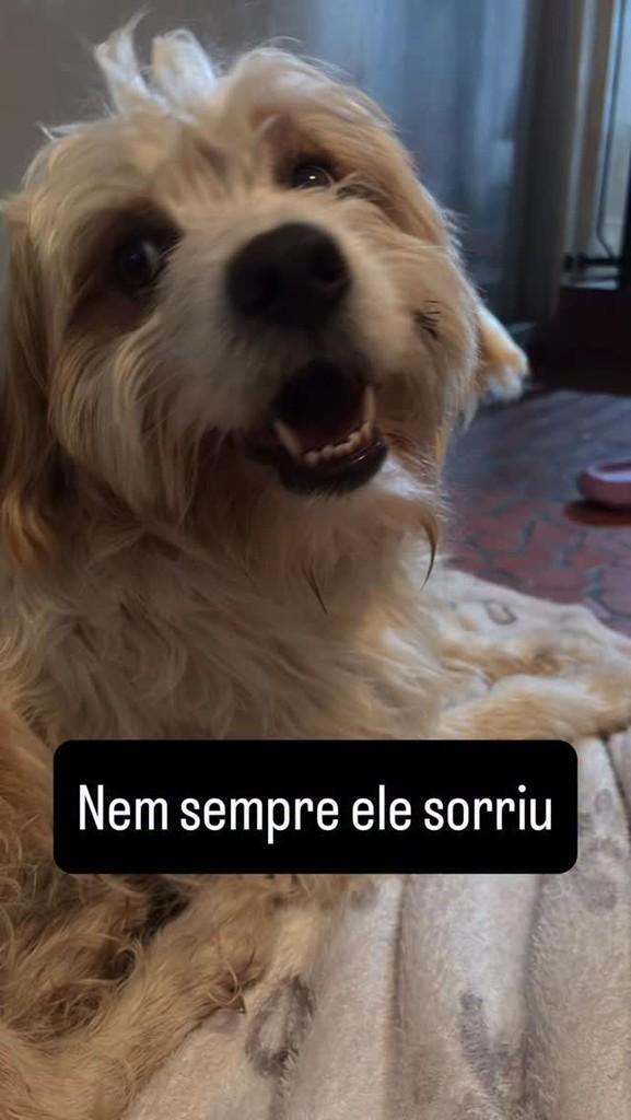 Mingau, cachorro de porte médio para adoção em São Paulo - SP