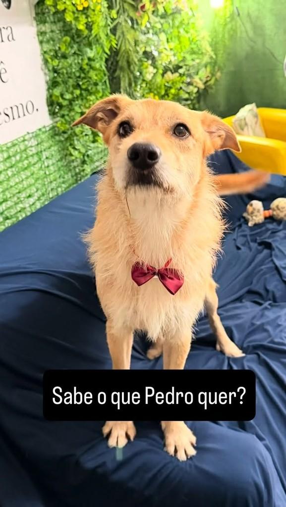 Pedro, cachorro de porte pequeno para adoção em São Paulo - SP