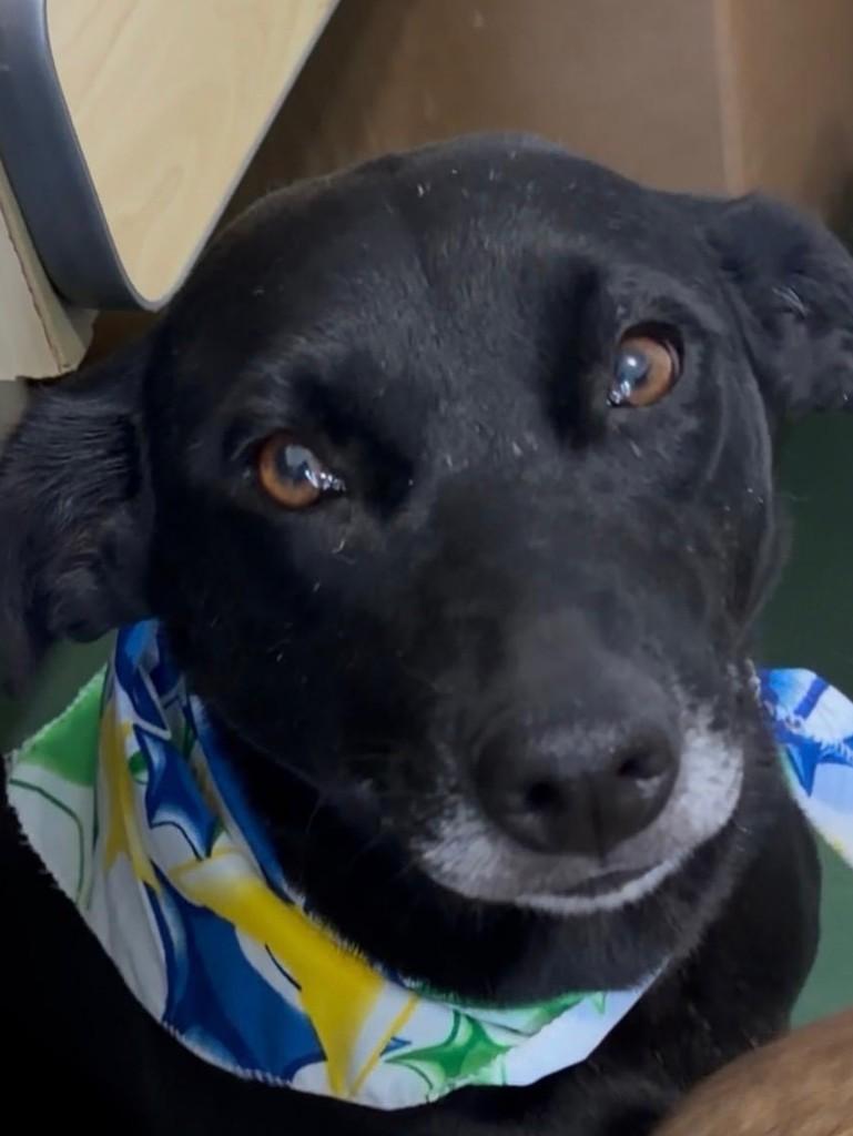Belinha, cachorro de porte médio para adoção em São Paulo - SP