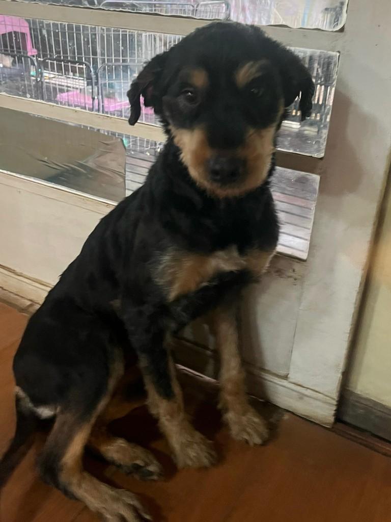 Malê, cadela de porte grande para adoção em São Paulo - SP
