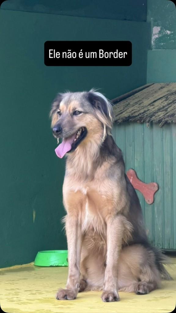 Thor, cachorro de porte médio para adoção em Bragança Paulista - SP