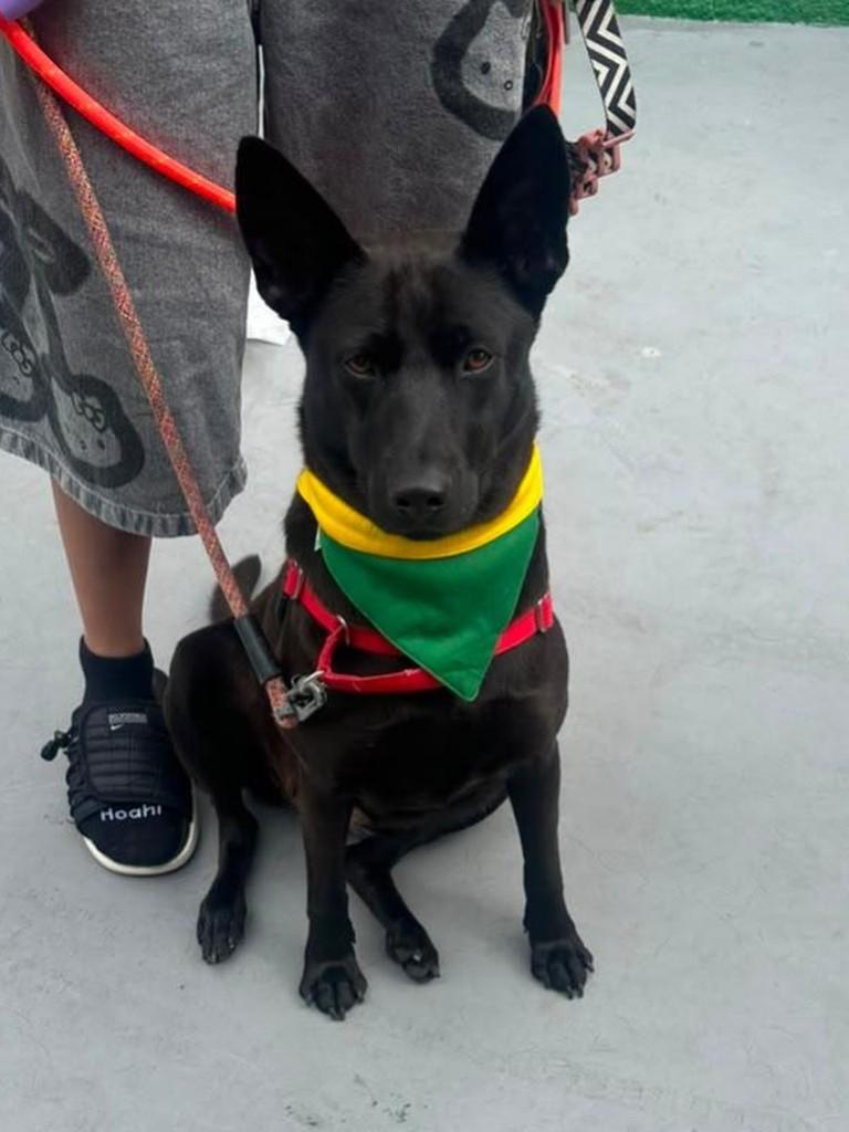 Alícia, cachorro de porte médio para adoção em São Paulo - SP